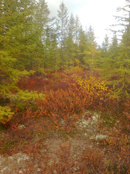 Альфред Сафиуллин