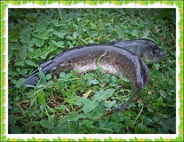 Вова Гордеев