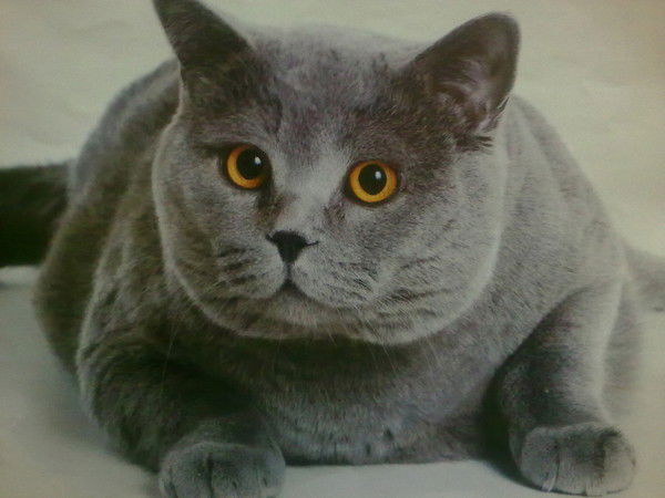 Олег Хасанов