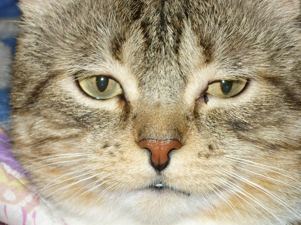 Сергей Кураш