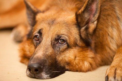 Клавдия Голованова