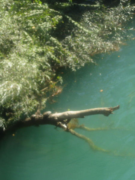 Елена Михеева