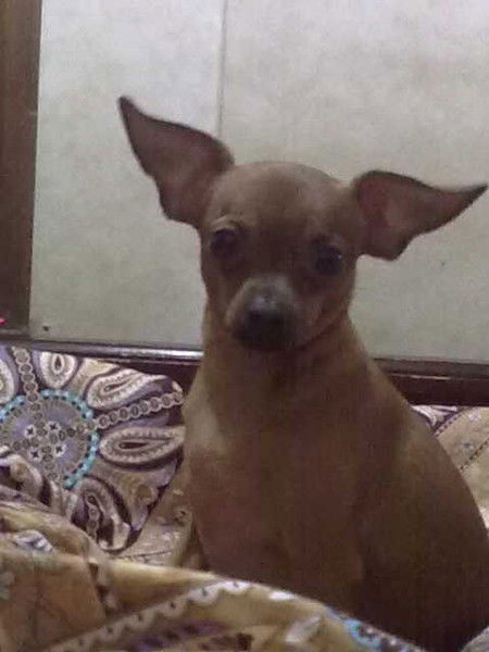 Елена Любицкая