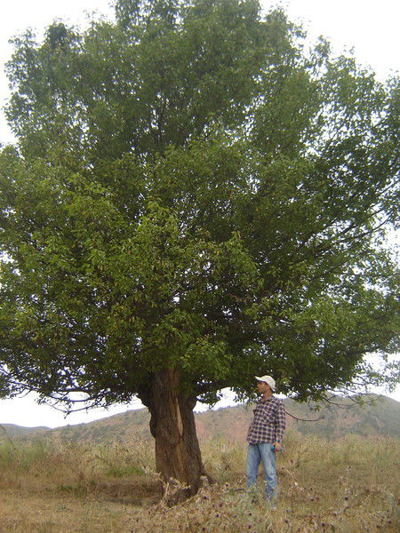 Файзали Хакимов