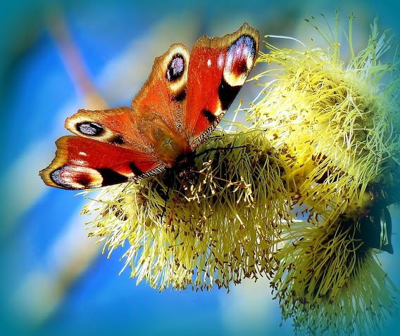 Татьяна Соколова