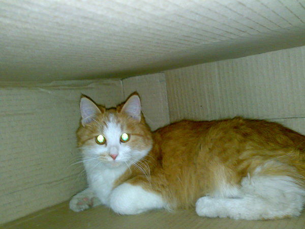 Раушан Ауелбекова