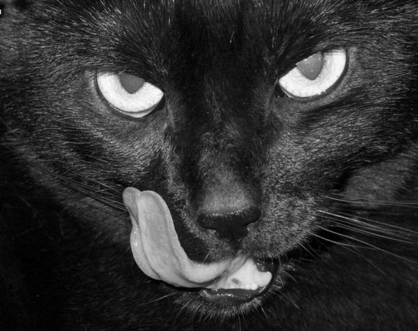 Алексей Франк