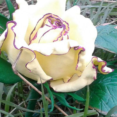 Ольга Нечаева