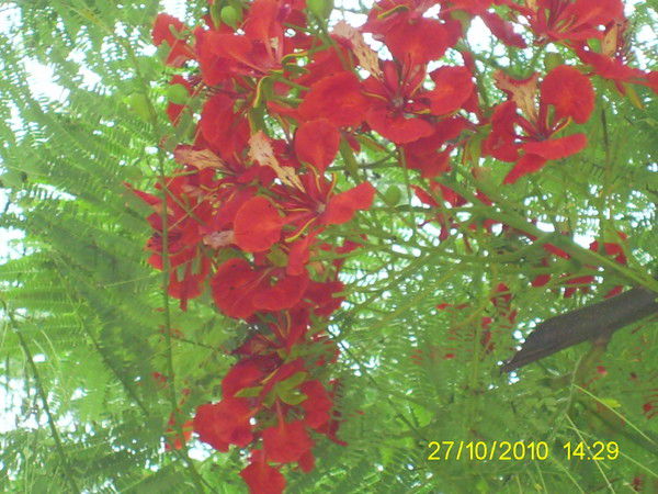 Мира Малигон