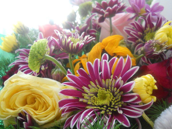 Анжелика Николаева