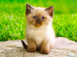 Оксана Овчаренко(Ким)