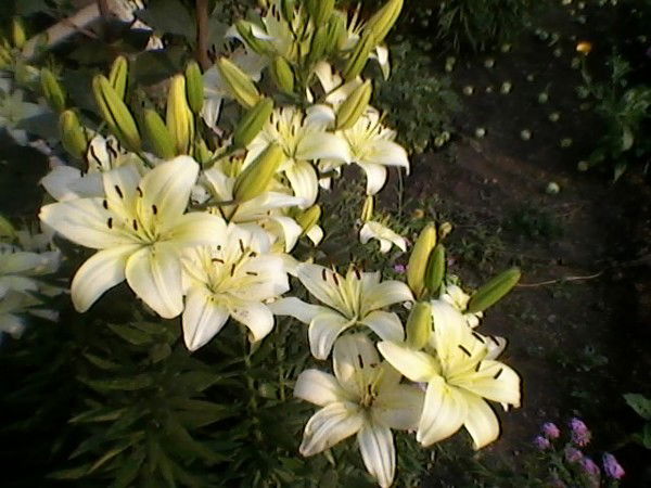 Ольга Крупина