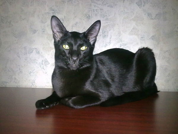 Анатолий Раудсепп