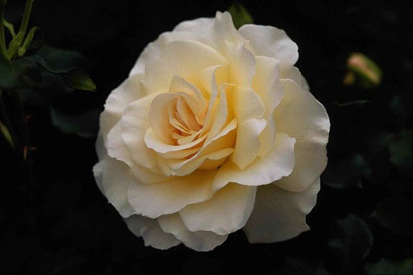 Толкын Кажымухан