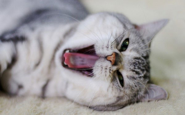 Ксения Антропова