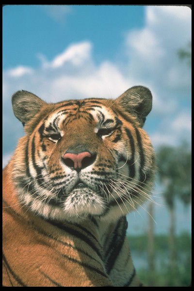 Владимир Белов