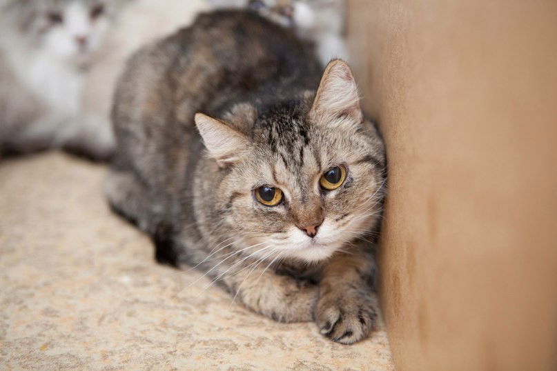 Пока Привет