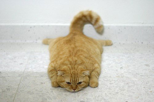 Алина Тимощук