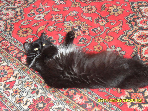 Елена Кондрашина