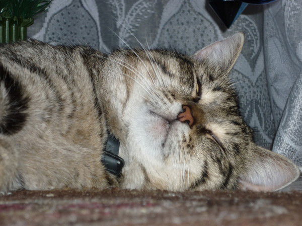 Андрей Гуща