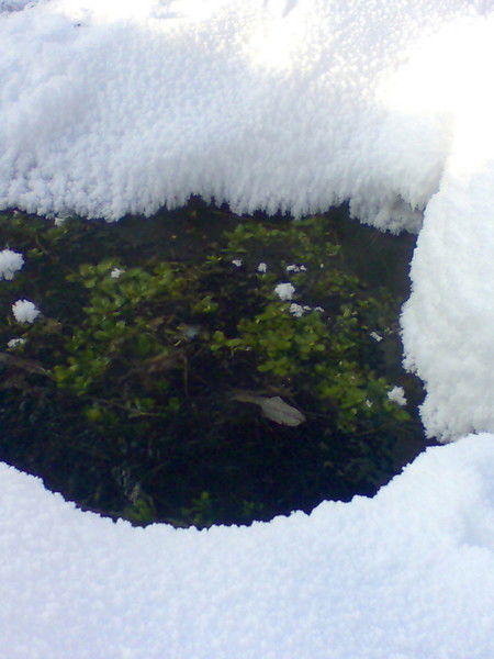 Ирина Вилесова