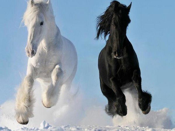 Юлия Гольдфарб