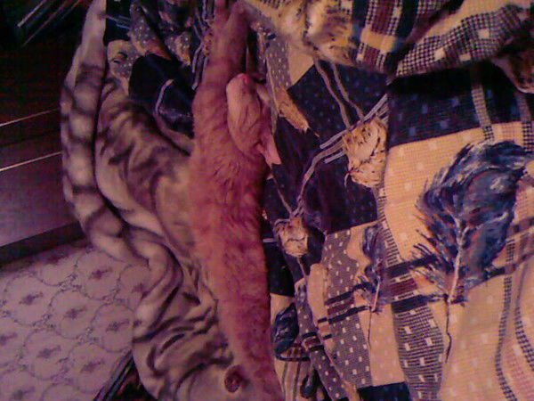 Ольга Егорова