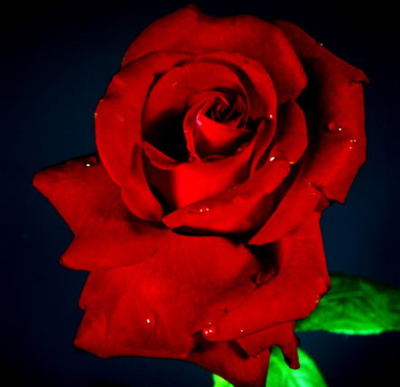 Адилет Жетимекова