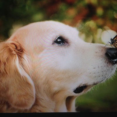 Лиза Ягельская