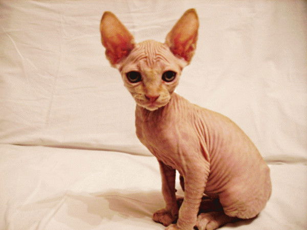 Аня Мальцева