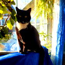 Котя