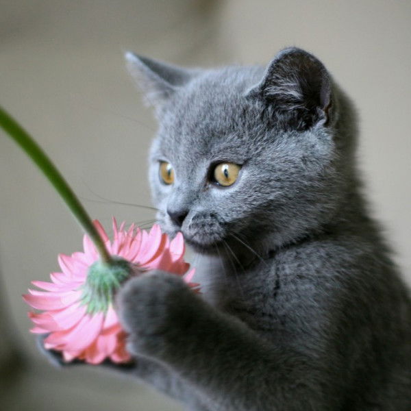 Руслан Хамитов