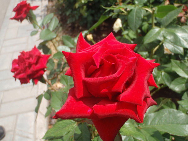 Зоря Утренняя