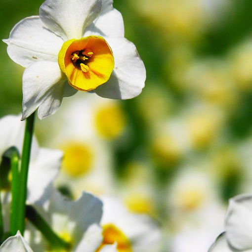 Диляра Миндубаева