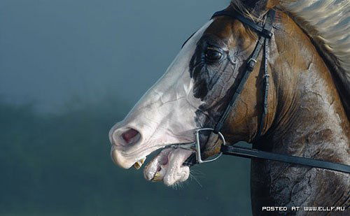 Геннадий Николаев