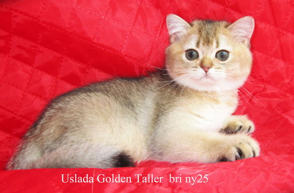 Людмила Кочетова