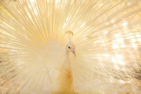 Астахова Татьяна