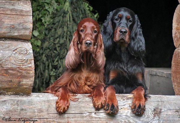 Елена Рябикова