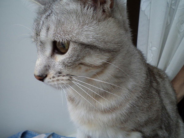 Татьяна Корнилова