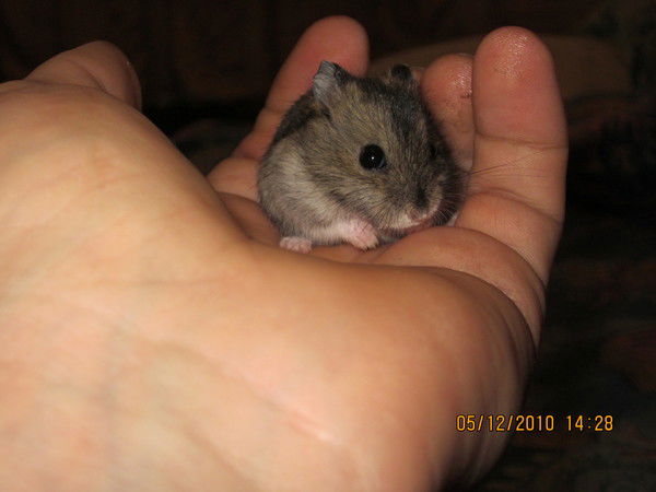 Василий Рукис