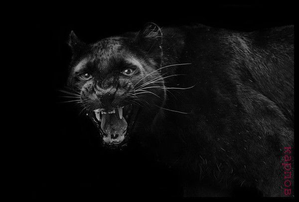 Вячеслав Михайлик