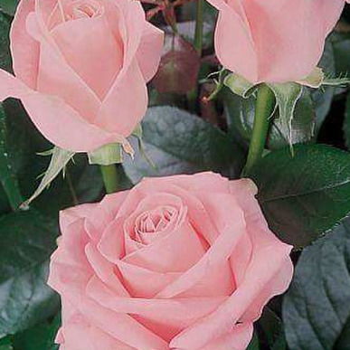 Балдаурен Балдаурен