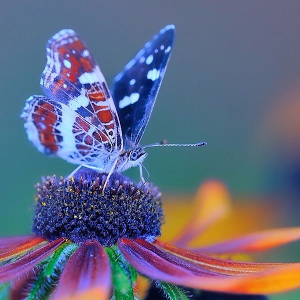 Марина Рябинина