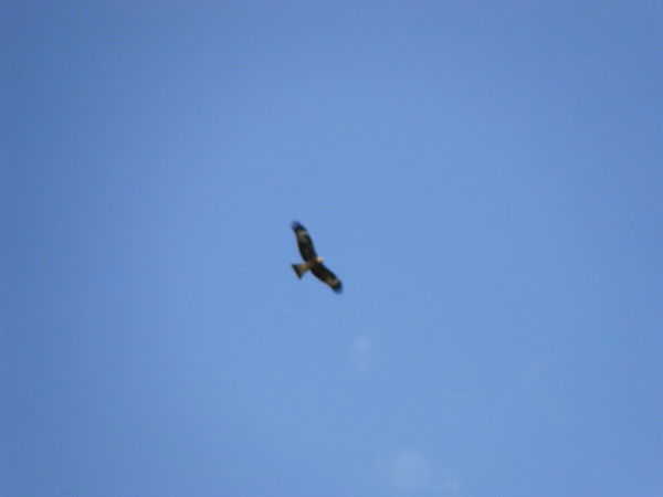 Гульфия Хазиева