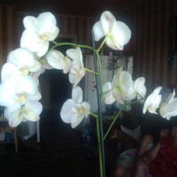 Юрий Саморядов