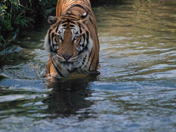 Евгений Кобелев