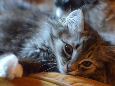 Петр Гончаров