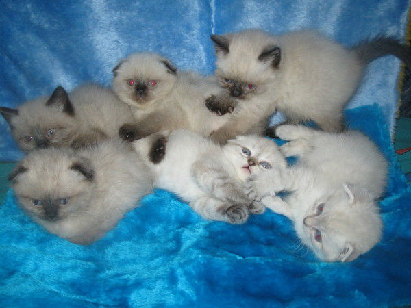 Ольга Грекова