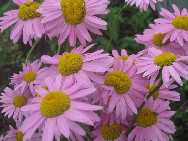 Елена Бабянскене