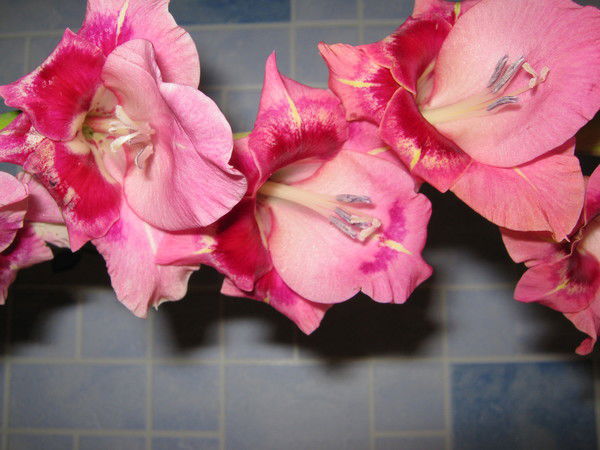 Катерина Р.